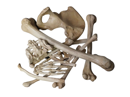 1 Dozen Assorted Bones
